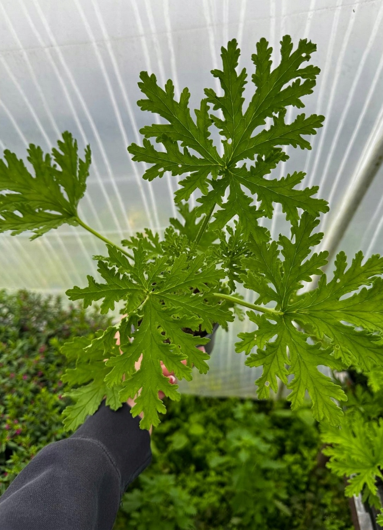 Geranium anginka Pelargonium graveolens - roślina w doniczce - obrazek 2