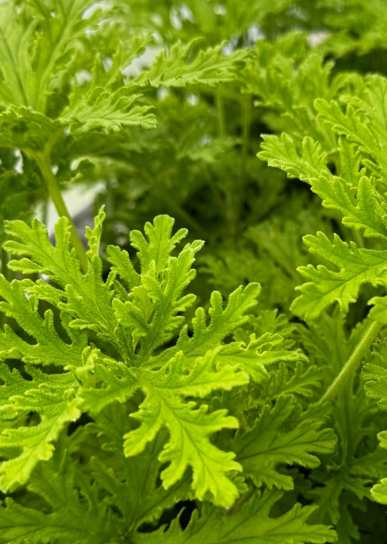 Geranium anginka Pelargonium graveolens - roślina w doniczce - obrazek 4