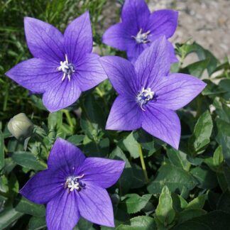 Rozwar wielkokwiatowy ASTRA - BLUE - sadzonka