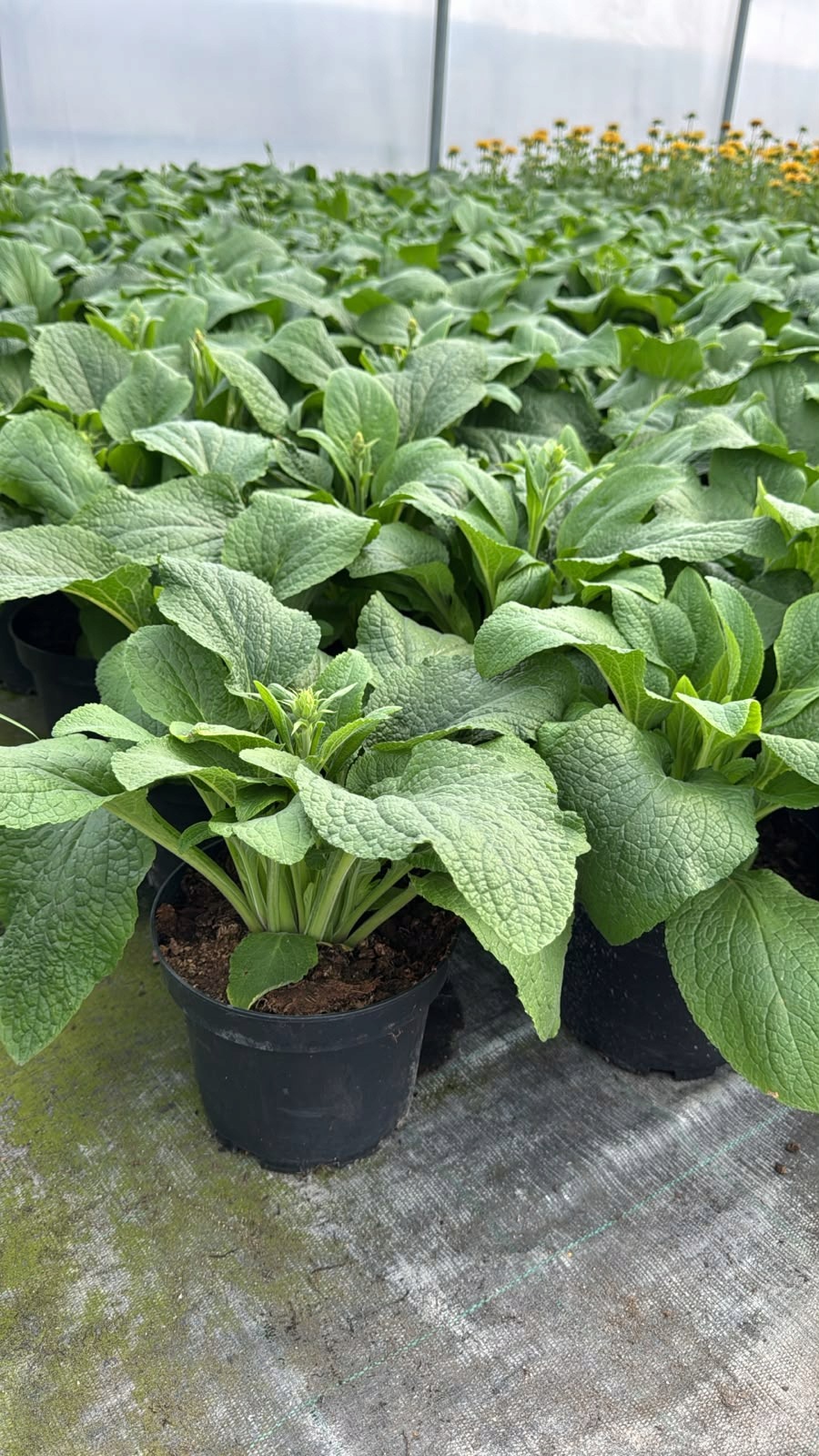 Naparstnica Digitalis purpurea Camelot LAVENDER - duża sadzonka - obrazek 9