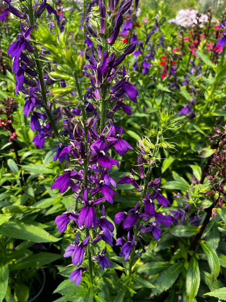 Lobelia okazała FIOLETOWA - sadzonka - obrazek 2