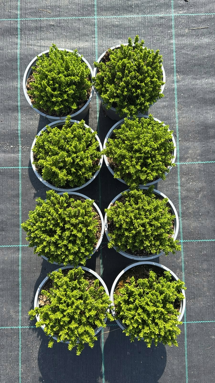 Hebe GREEN GLOBE - 8 SZTUK! - obrazek 3