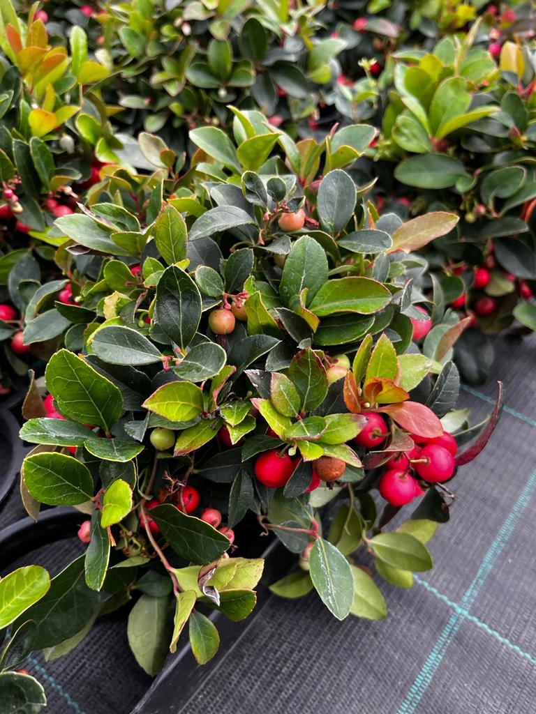 Golteria Rozesłana Big Berry - sadzonka - obrazek 5