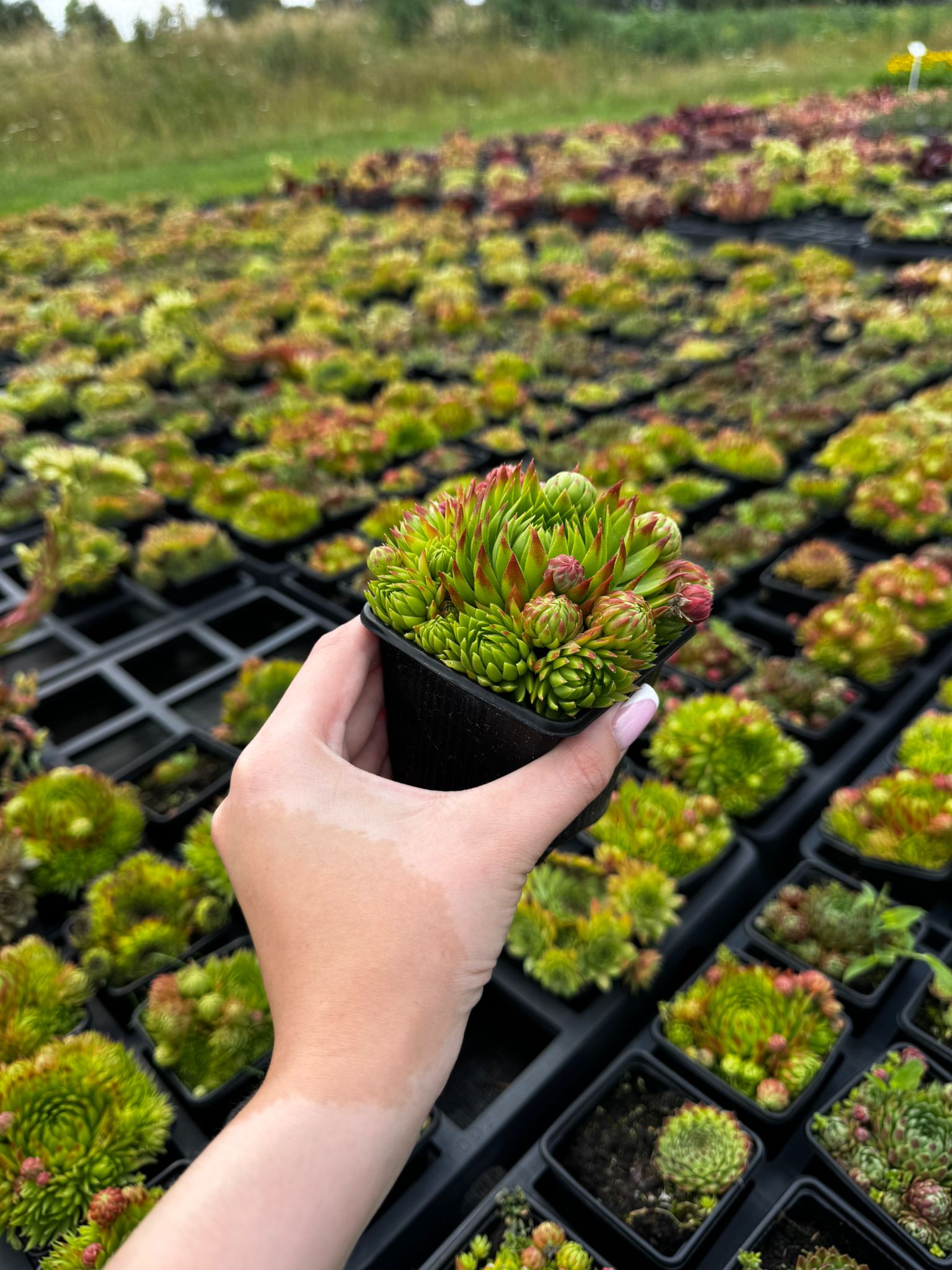 Rojniki Zielone Sempervivum - 6 sztuk - obrazek 3