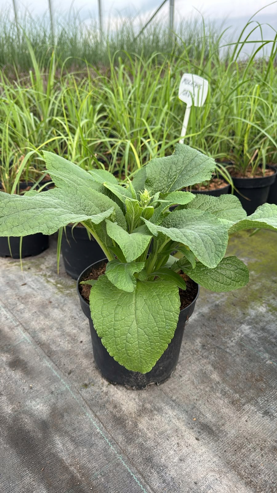 Naparstnica Digitalis purpurea Camelot LAVENDER - duża sadzonka - obrazek 10
