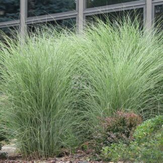 Trawa -Miscanthus MORNING LIGHT