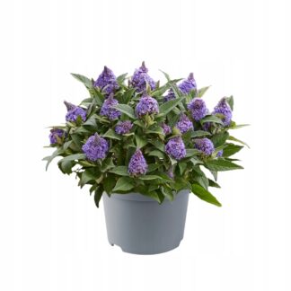 Budleja karłowa Buddleja davidii , fioletowe stożkowe kwiaty