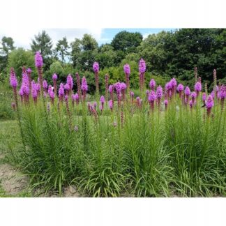 Liatra kłosowa 'Lilac-Pink'-Bylina ozdobna WIELOLETNIA - sadzonka