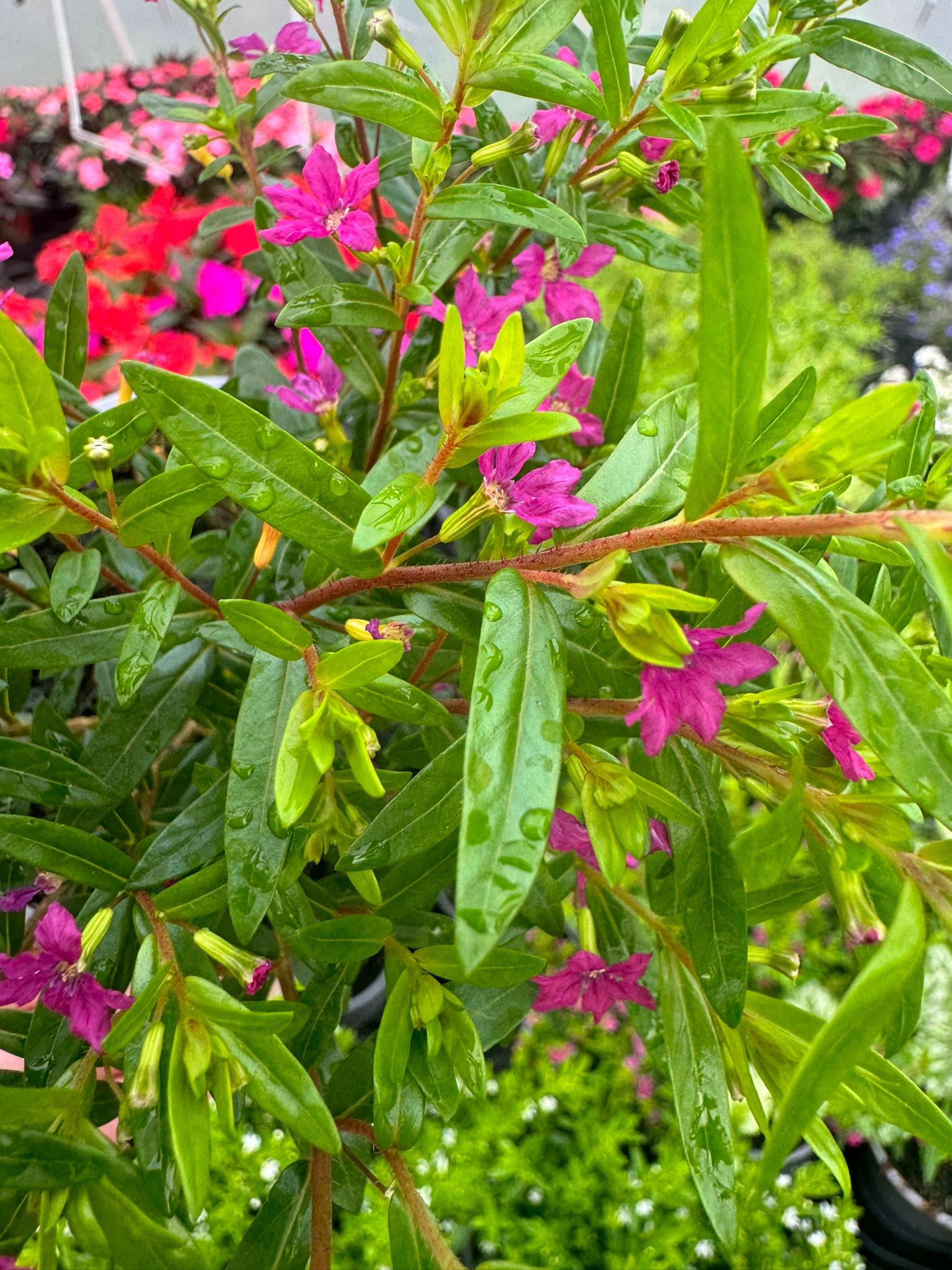 Kufea Hyzopolistna Pink RÓŻOWA Cuphea - sadzonka - obrazek 3