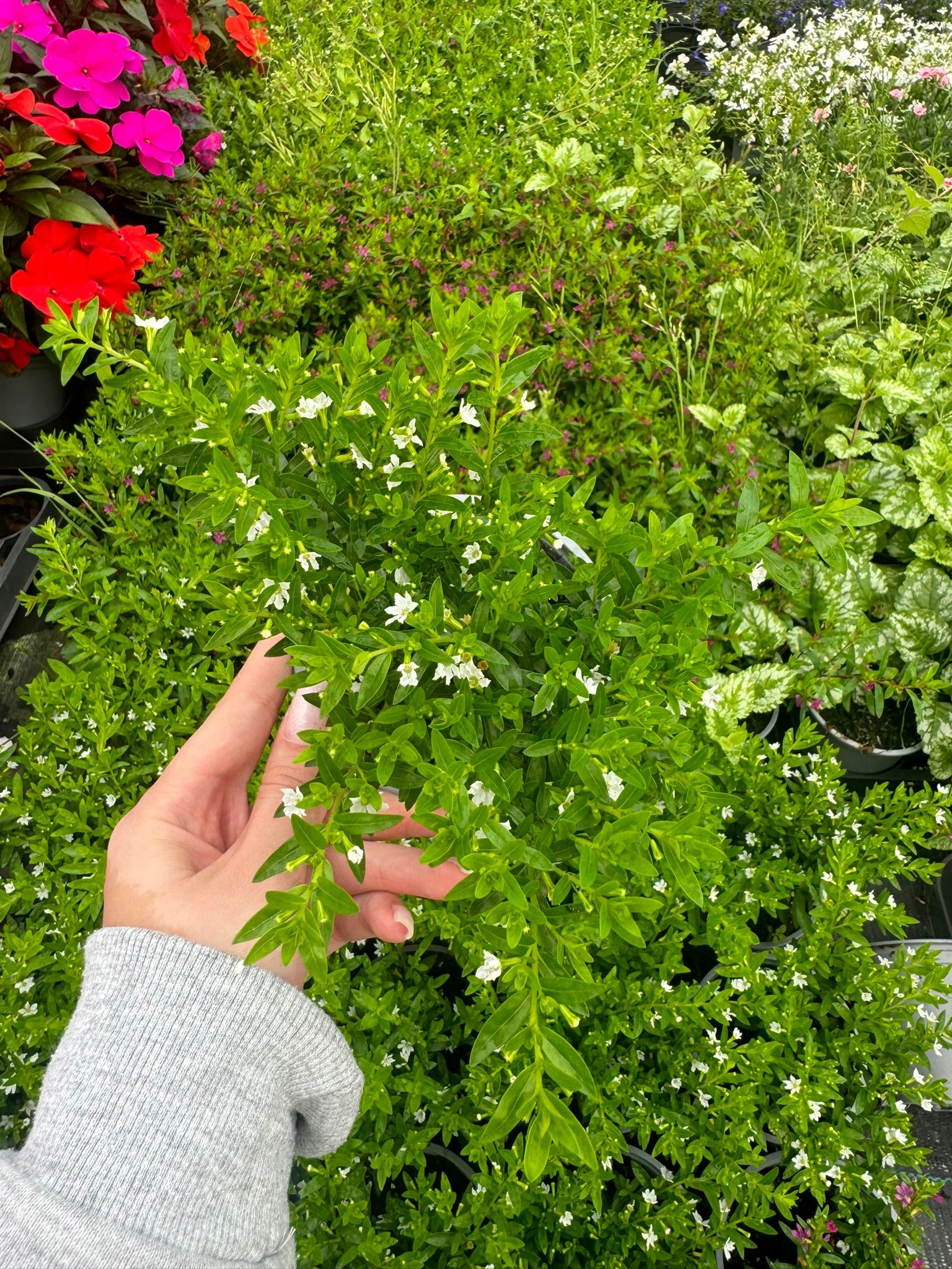 Kufea Hyzopolistna White BIAŁA Cuphea - sadzonka - obrazek 5