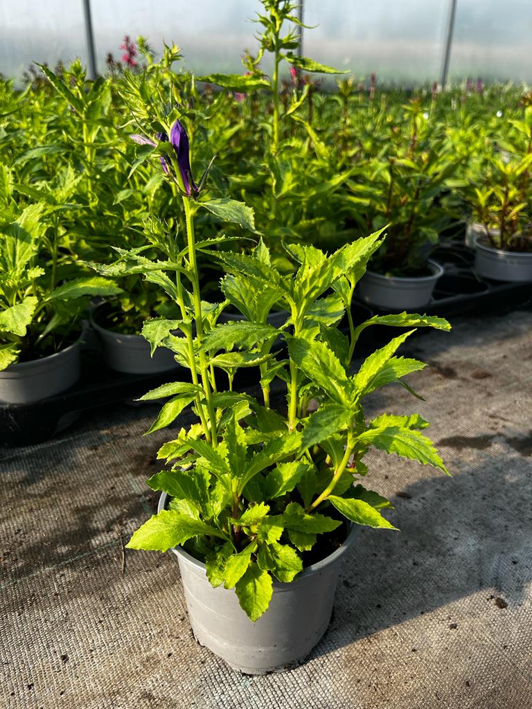 Lobelia okazała FIOLETOWA - sadzonka - obrazek 3