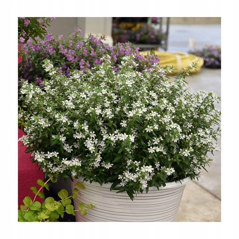Kufea Hyzopolistna White BIAŁA Cuphea - sadzonka - obrazek 2