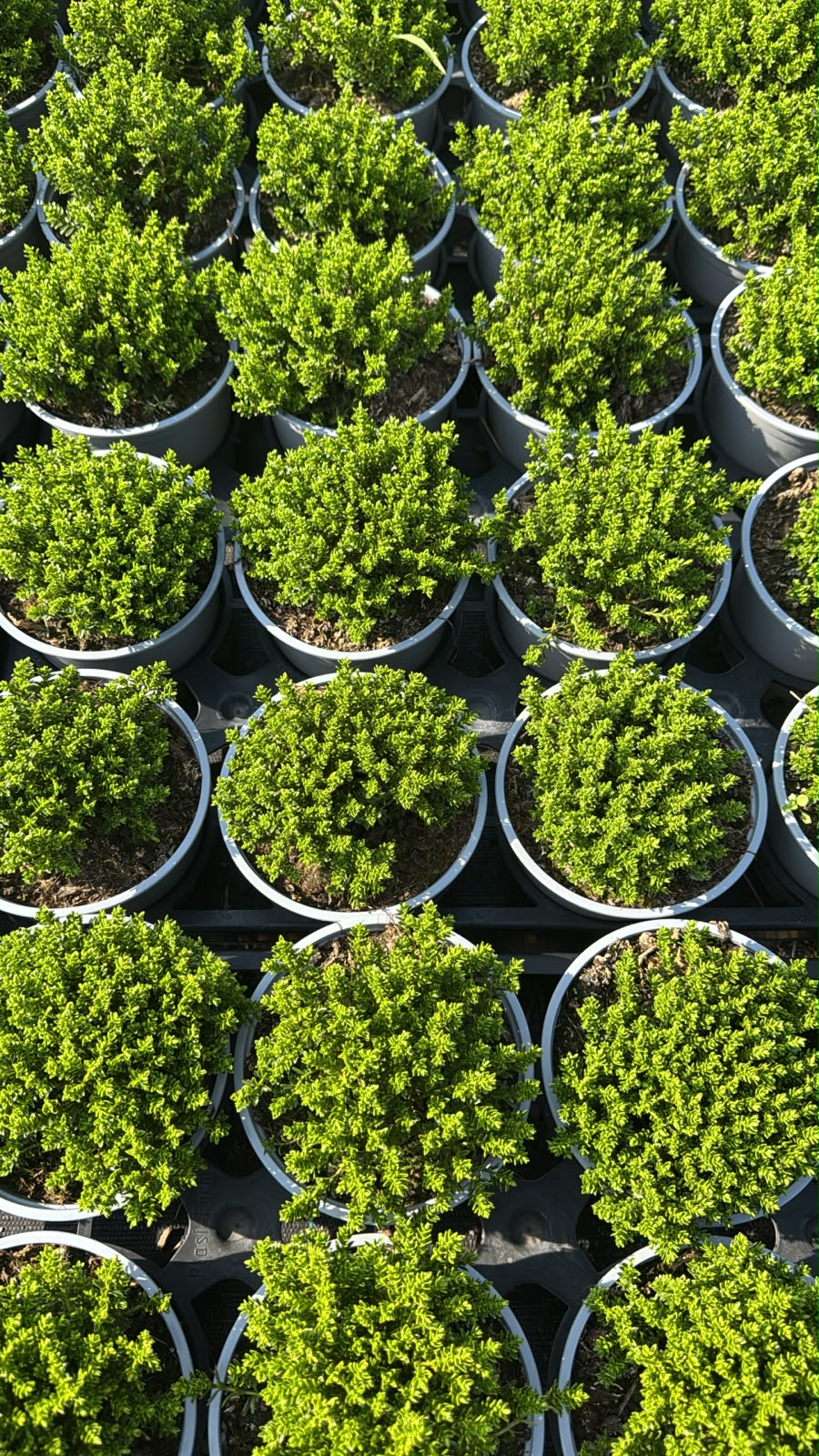 Hebe GREEN GLOBE - 8 SZTUK!