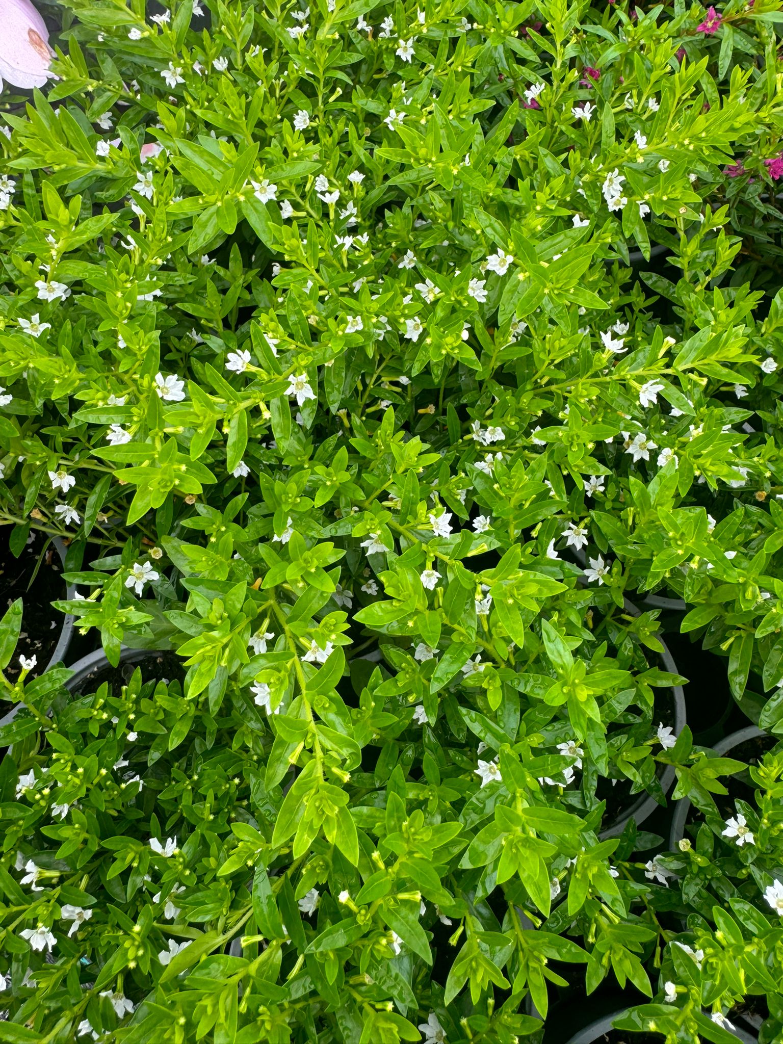 Kufea Hyzopolistna White BIAŁA Cuphea - sadzonka - obrazek 6