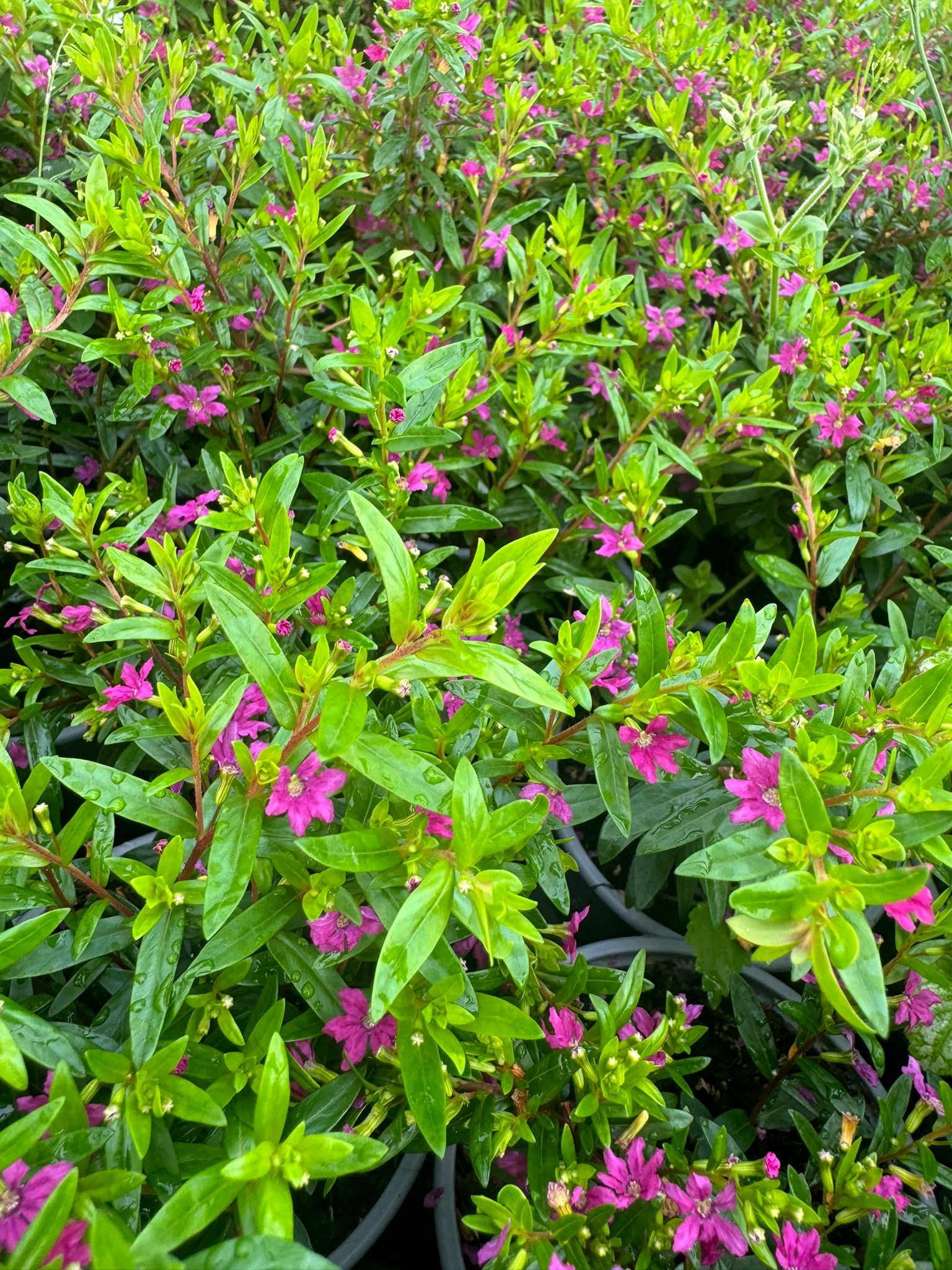 Kufea Hyzopolistna Pink RÓŻOWA Cuphea - sadzonka - obrazek 4