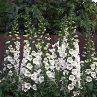 Naparstnica Digitalis purpurea Camelot WHITE - duża sadzonka