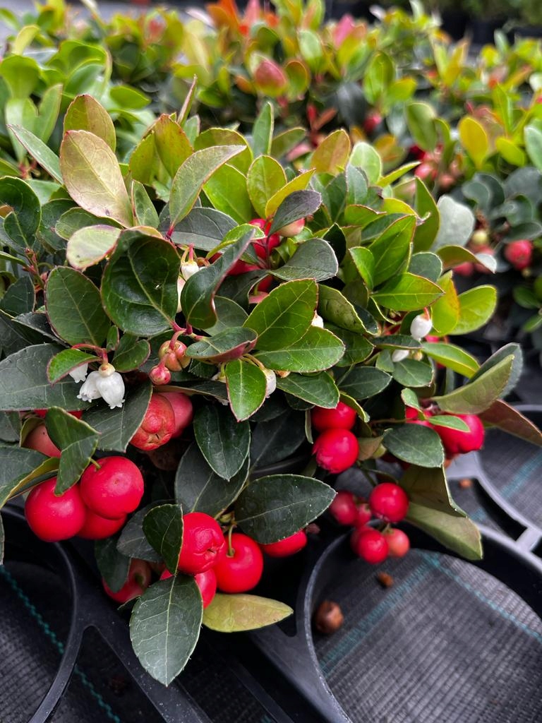 Golteria Rozesłana Big Berry - sadzonka