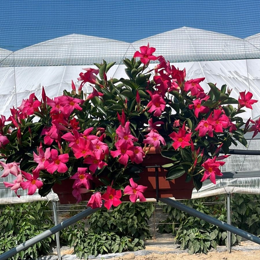 Sundavilla Mandevilla Dipladenia Classic PINK - sadzonka - obrazek 2