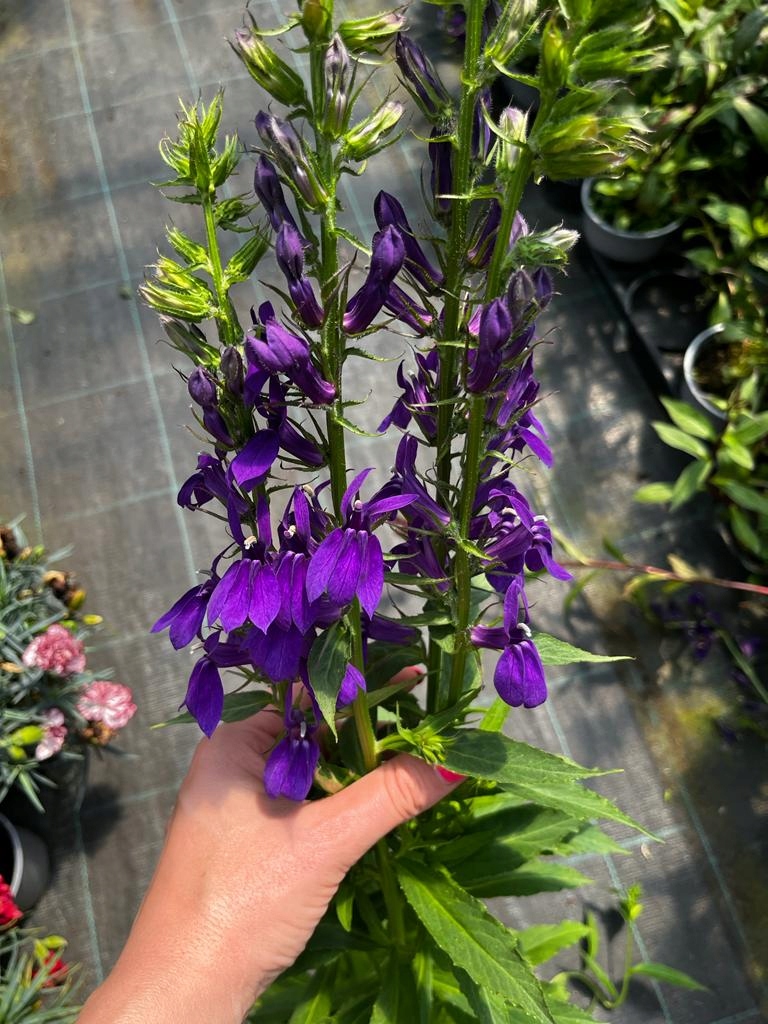 Lobelia okazała FIOLETOWA - sadzonka - obrazek 4