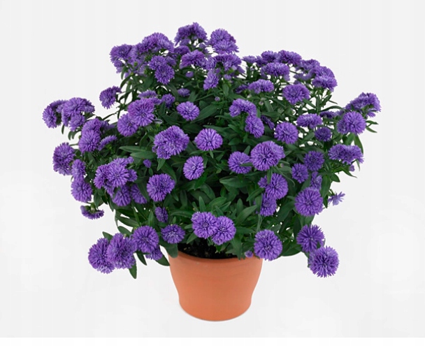 Aster nowobelgijskI Nicole VIOLET - sadzonka