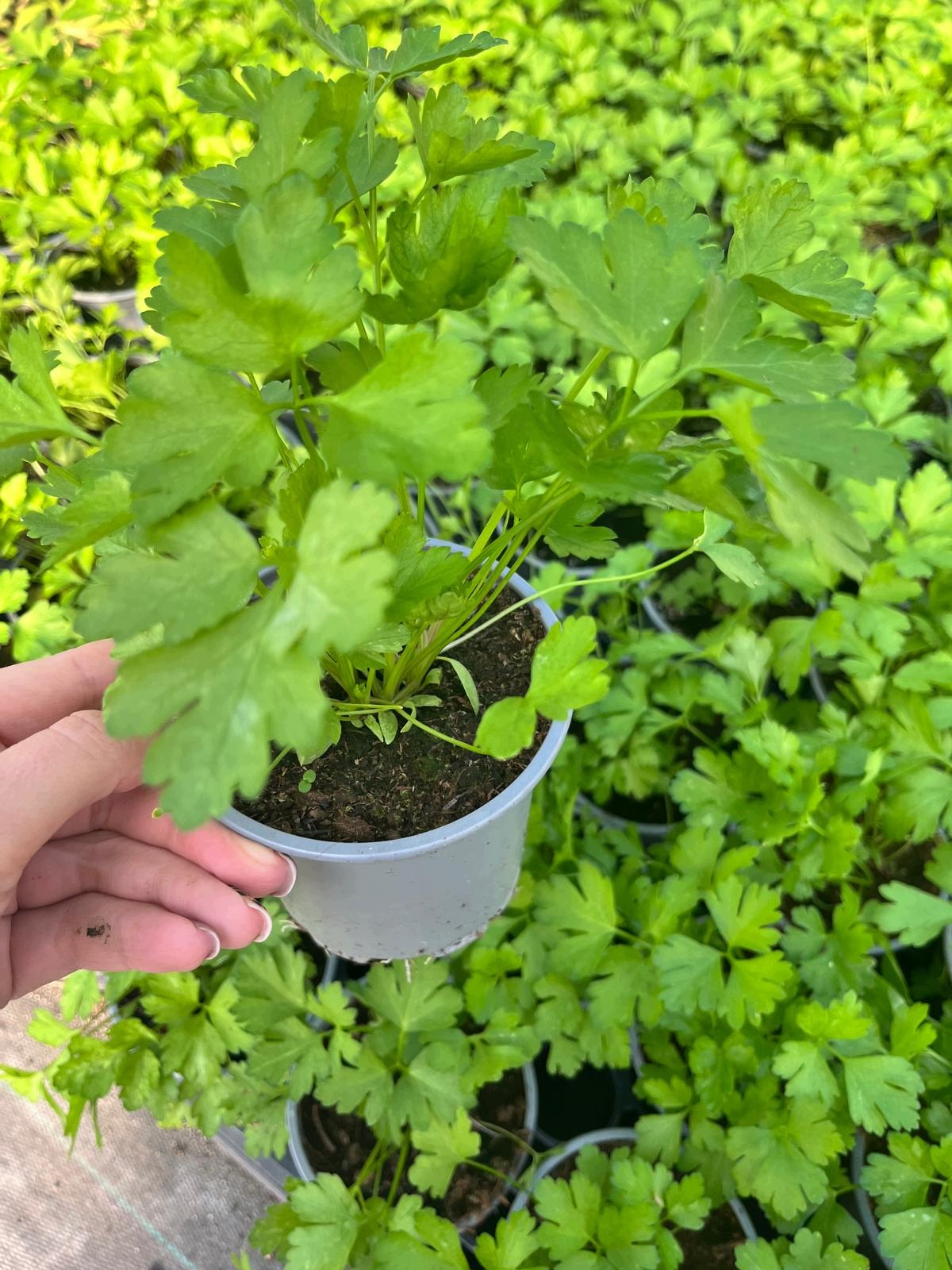 Pietruszka Naciowa Petroselinum - sadzonka w doniczce