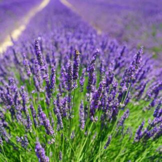 Lawenda Lavandula Pachąca ESSENCE - sadzonka