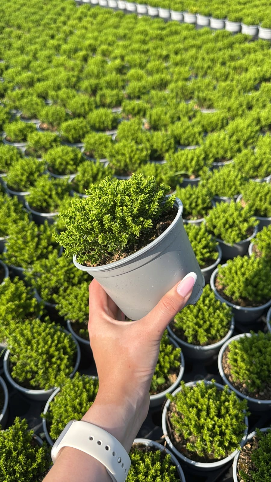 Hebe GREEN GLOBE - 8 SZTUK! - obrazek 5