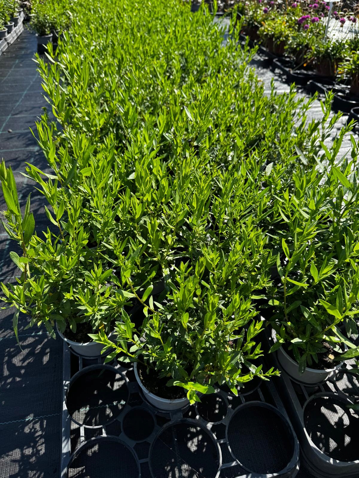 Aster nowobelgijski Sasha PINK - sadzonka - obrazek 6