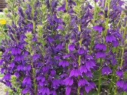 Lobelia okazała FIOLETOWA - sadzonka - obrazek 6
