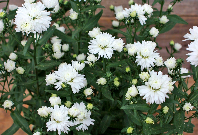 Aster nowobelgijski Jessica WHITE - sadzonka - obrazek 2