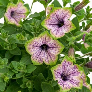 Surfinia Petunia PURPLE VEIN GREEN EDGE - sadzonka