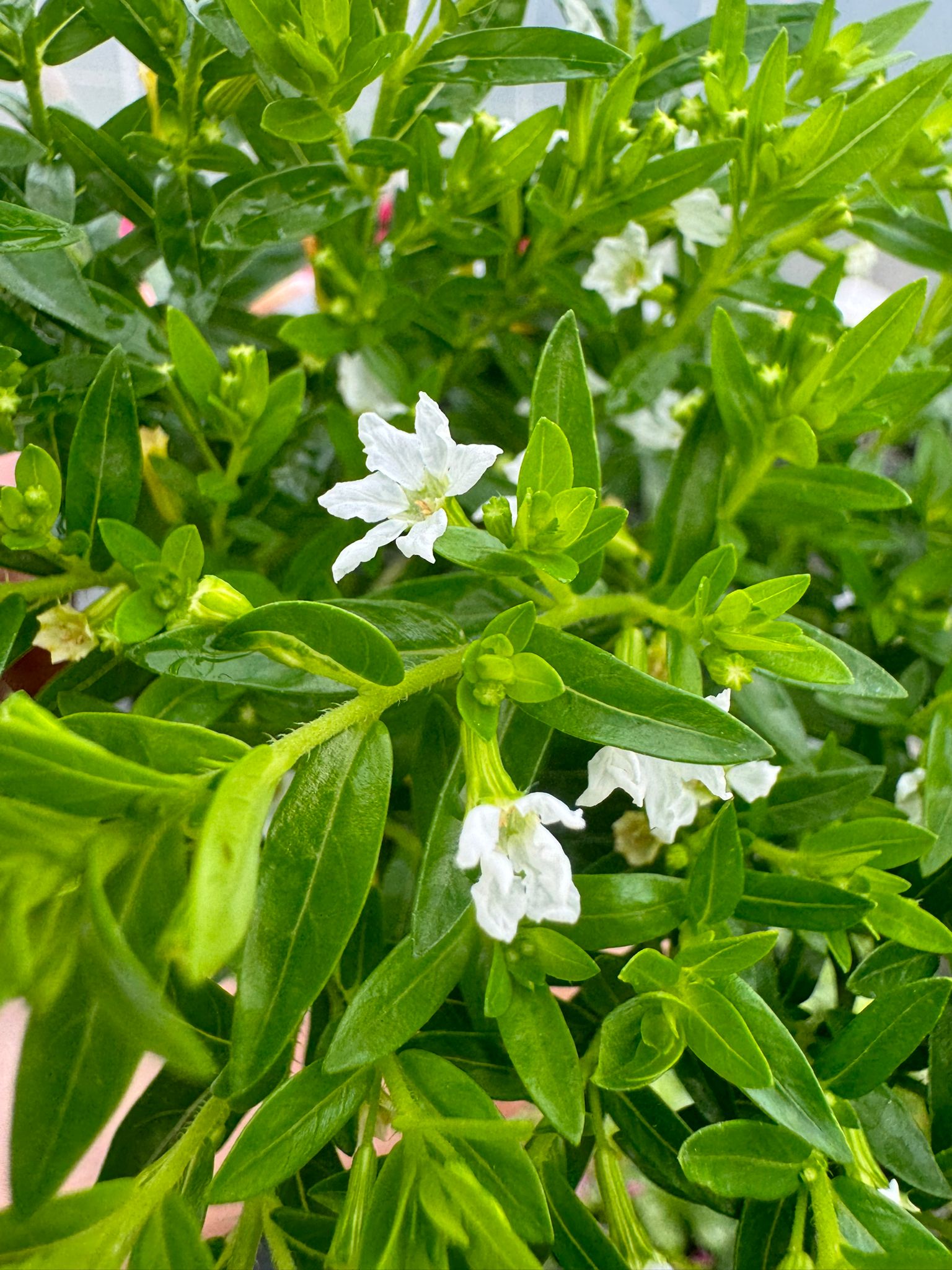 Kufea Hyzopolistna White BIAŁA Cuphea - sadzonka - obrazek 3
