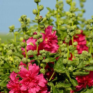 Malwa Carmine Rose - duża sadzonka