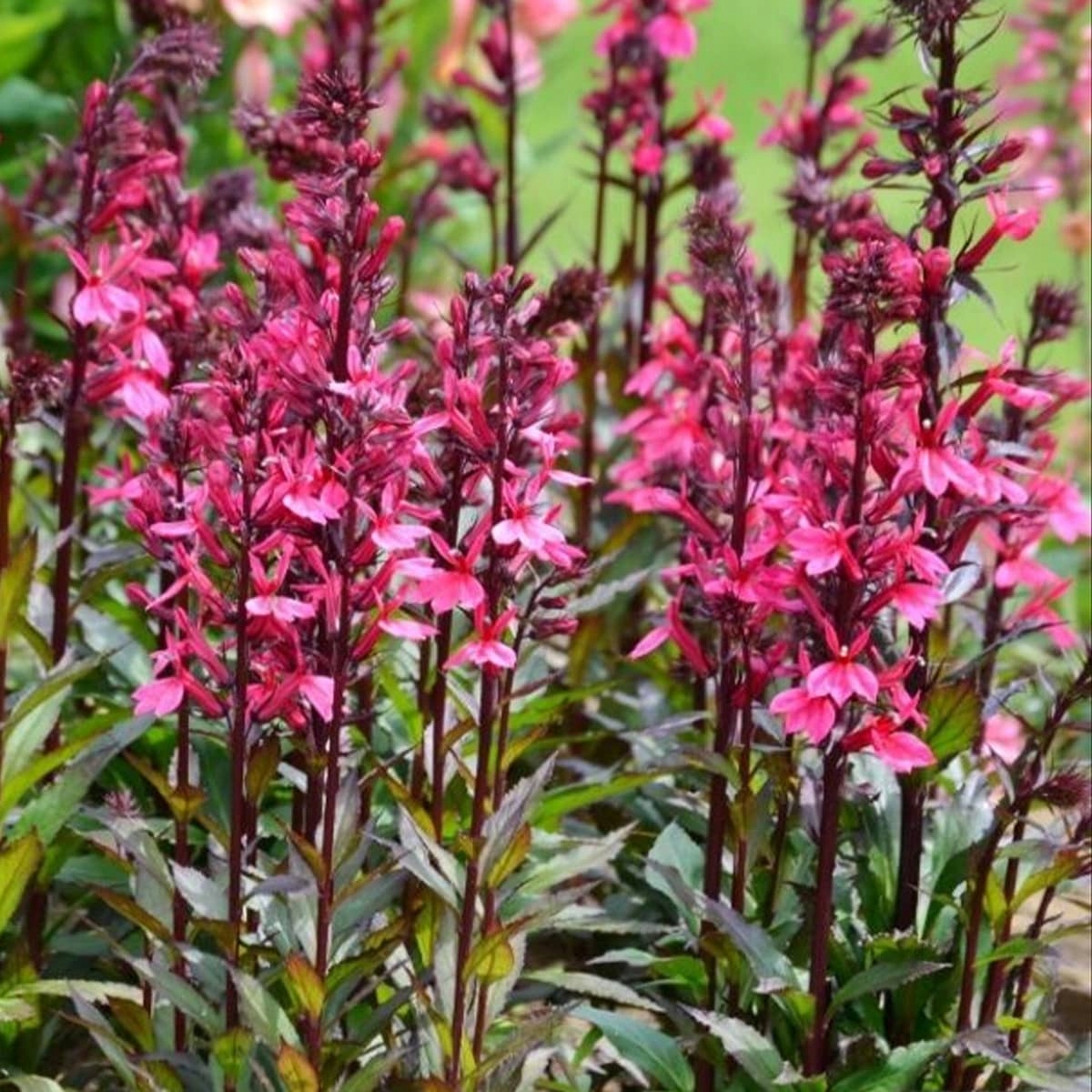 Lobelia okazała RÓŻOWA - sadzonka - obrazek 6