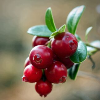 Żurawina wielkoowocowa Vaccinium macrocarpon - sadzonka