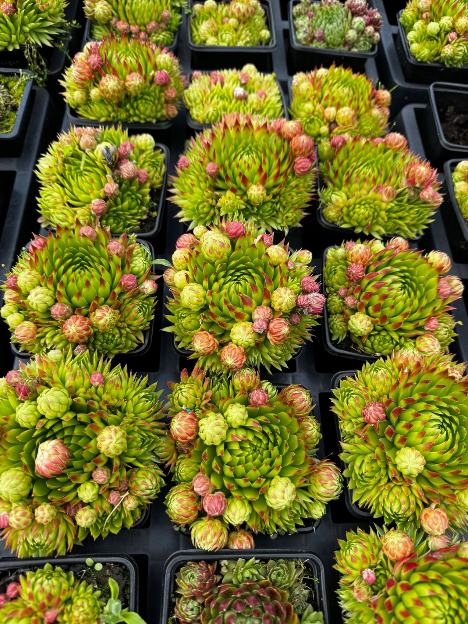 Rojniki Zielone Sempervivum - 6 sztuk