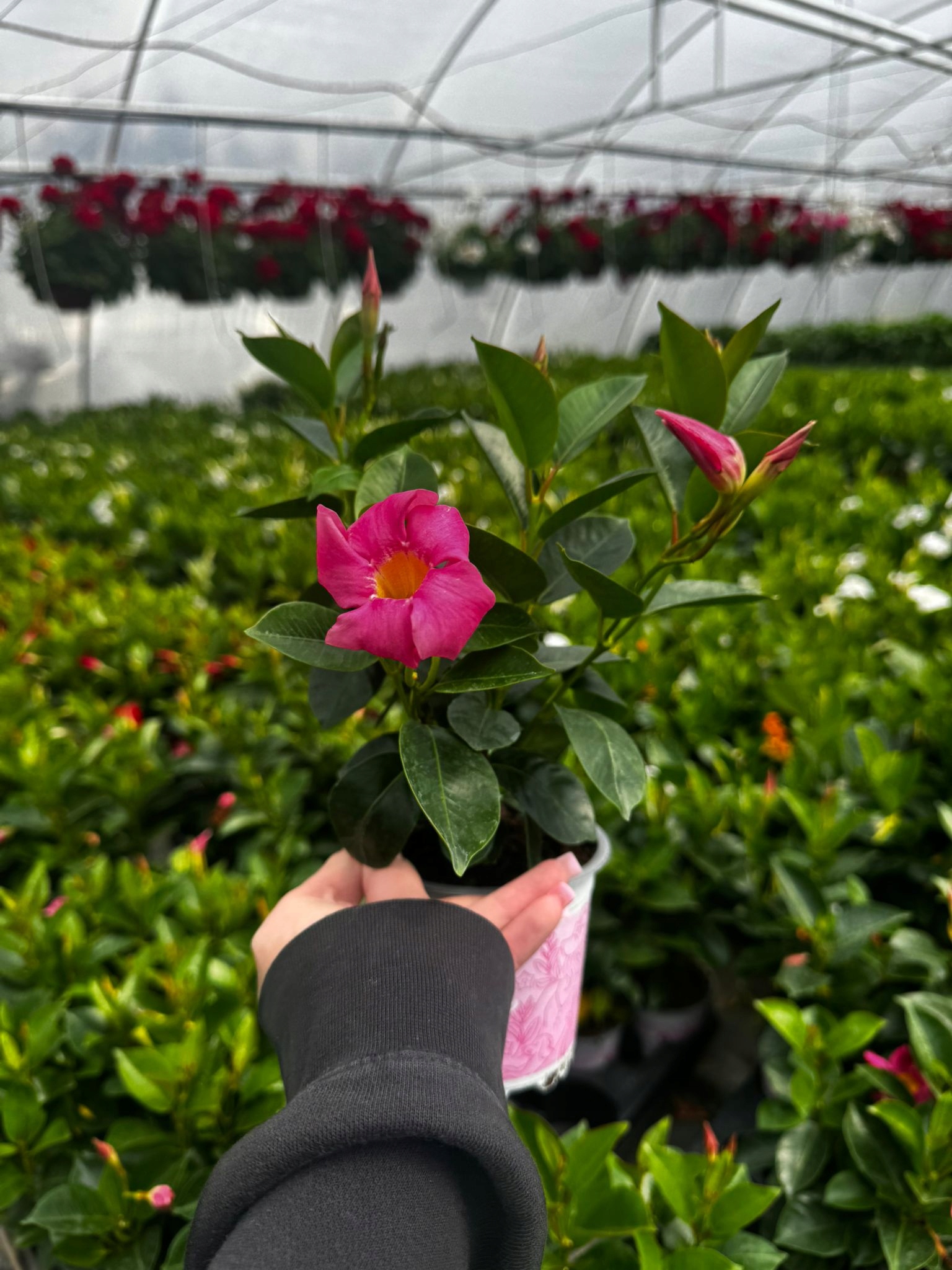 Sundavilla Mandevilla Dipladenia Classic PINK - sadzonka - obrazek 4
