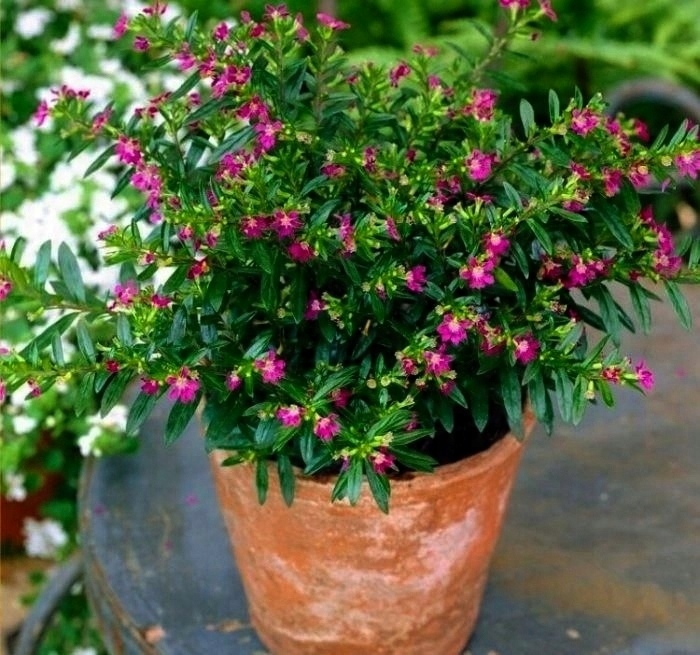 Kufea Hyzopolistna Pink RÓŻOWA Cuphea - sadzonka - obrazek 2