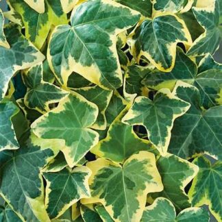 Bluszcz Yellow Wonder Hedera helix - sadzonka