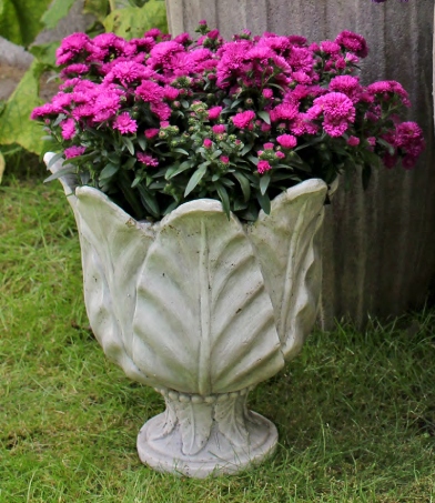 Aster nowobelgijski Sasha PINK - sadzonka - obrazek 3