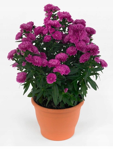 Aster nowobelgijski Sasha PINK - sadzonka