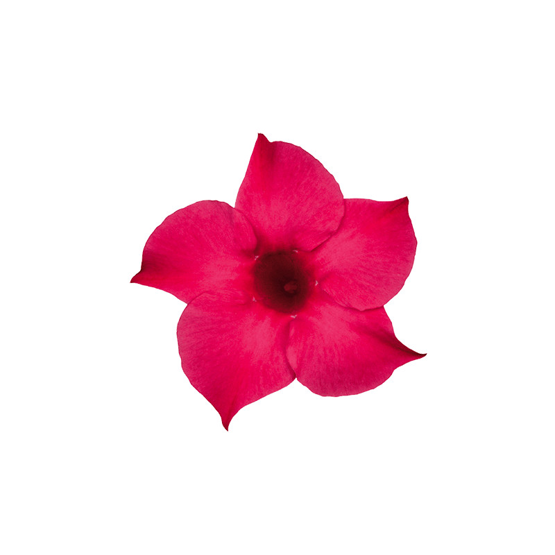 Sundavilla Mandevilla Dipladenia Classic PINK - sadzonka - obrazek 3