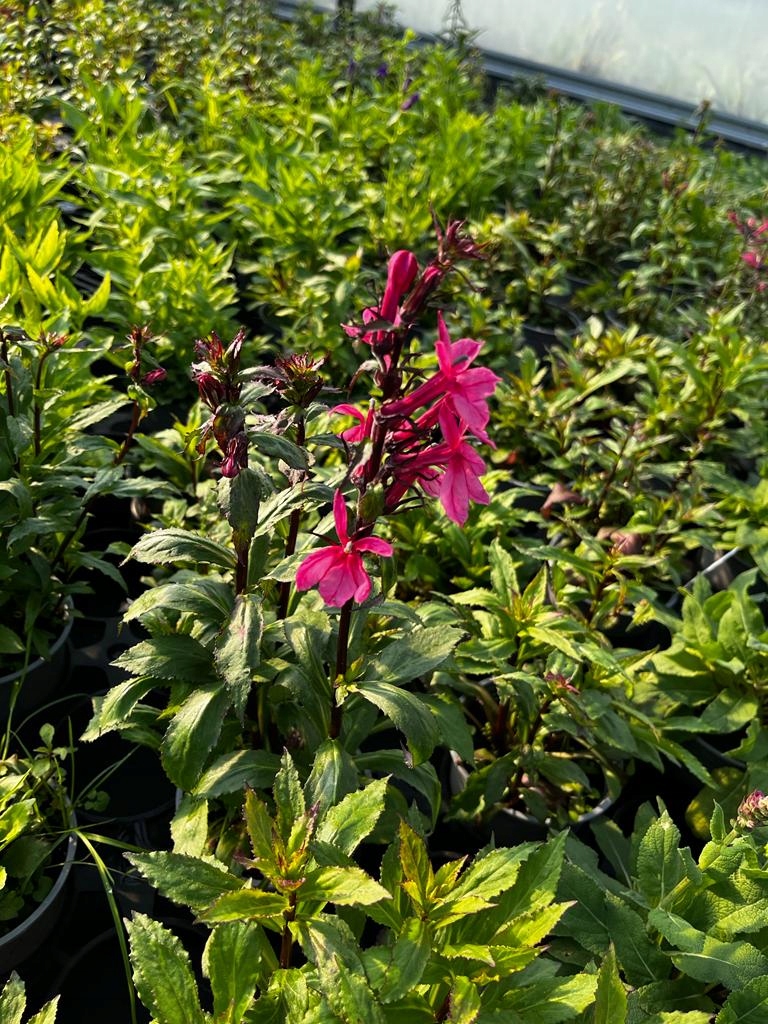 Lobelia okazała RÓŻOWA - sadzonka - obrazek 3
