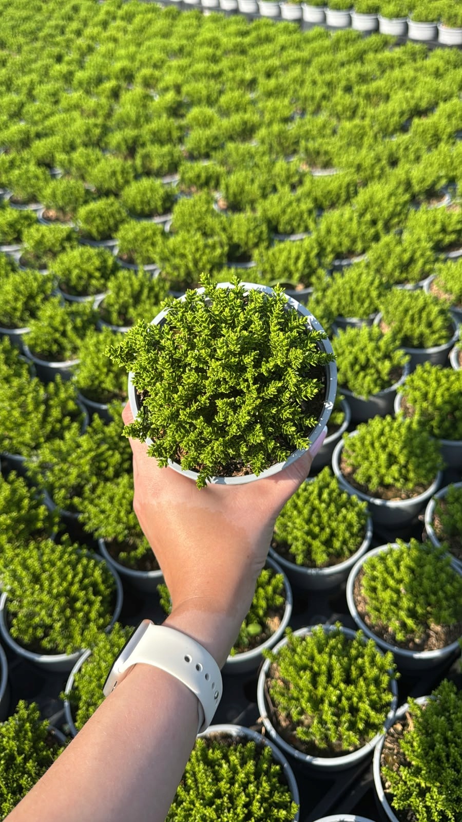 Hebe GREEN GLOBE - 8 SZTUK! - obrazek 7