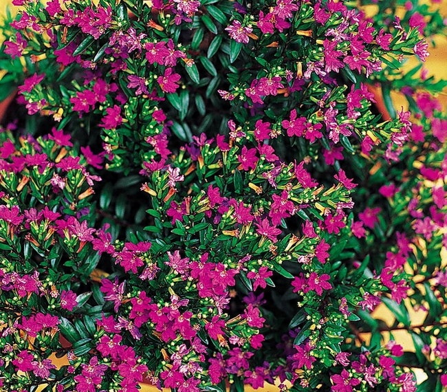 Kufea Hyzopolistna Pink RÓŻOWA Cuphea - sadzonka