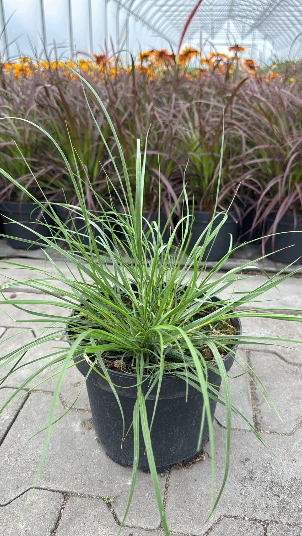 Trawa ozdobna Rozplenica Pennisetum HAMELN - sadzonka - obrazek 4
